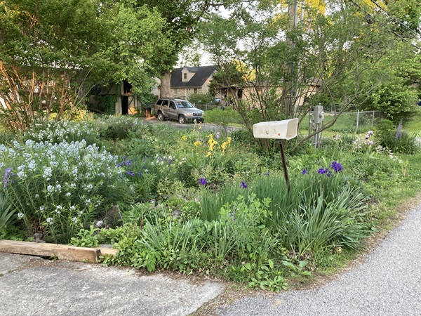 My front yard in April