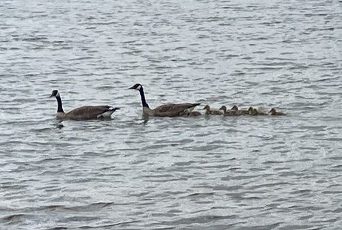 Canada Goose used to be an over-hunted species. Now that it's federally protected, it has become a nuisance and can be hunted in season. This pair in the Ohio River is trailed by their goslings. 