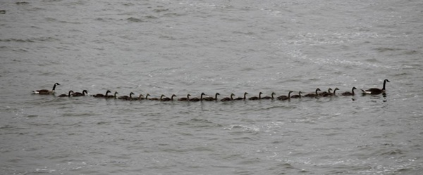 Some Canada Geese take on babysitting duty for other couples. There is no way for a goose to lay 22 eggs!