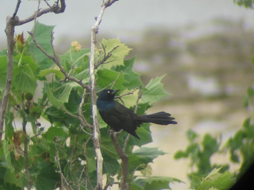 Common Grackle on sycamore at the Falls of the Ohio. They are large than red-wing black birds, have vivid yellow eyes and iridescent blue on their head.