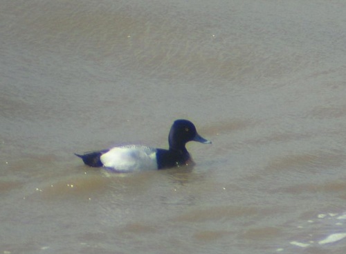 Lesser Scaup, a diving duck, in the Ohio River. Note the blue bill.