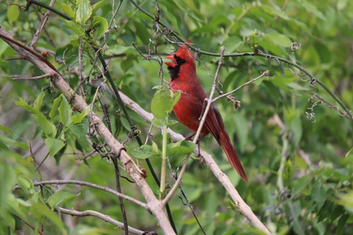 Northern Cardinals are a popular state bird. This male sings in a shrub at the Falls of the Ohio.