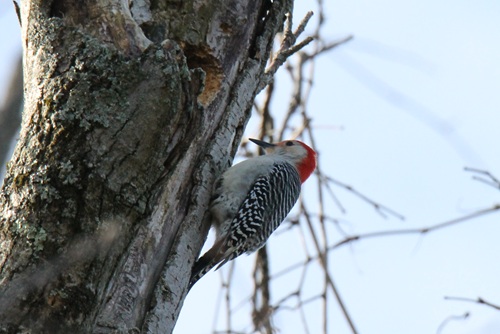 Red-bellied Woodpeckers have a red head, but but aren't the same as red-headed woodpeckers. This is on a tree (not the nest hole on the left) in Brown County State Park, Indiana.