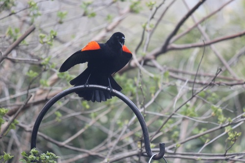 A Red-wing Blackbird puffs out his chest when calling. It's arrival in the Ohio Valley is a harbinger of spring. Falls of the Ohio State Park.
