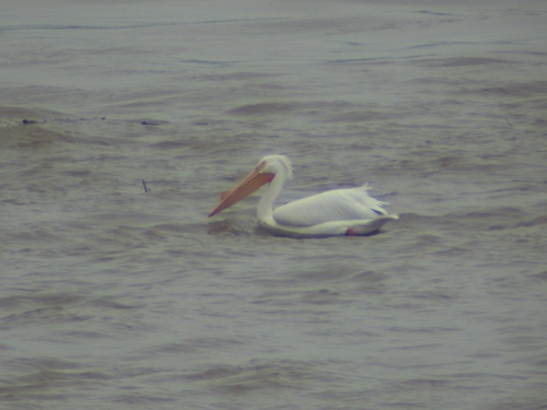 An American White Pelican has an 8-foot wing span, one of the largest in the U.S. It's a freshwater pelican. Ohio River at the Falls of the Ohio.