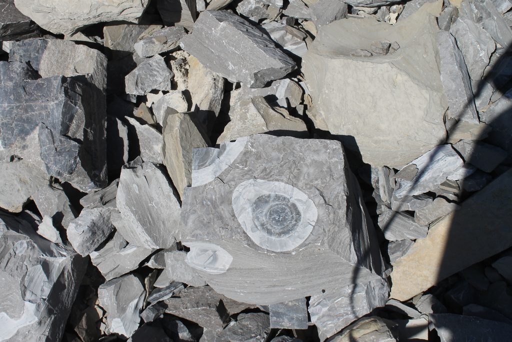 Small boulder with bull's-eye flint nodules. This beauty now graces my landscaping. These are abundant in the quarry, through some are in rather large rocks!